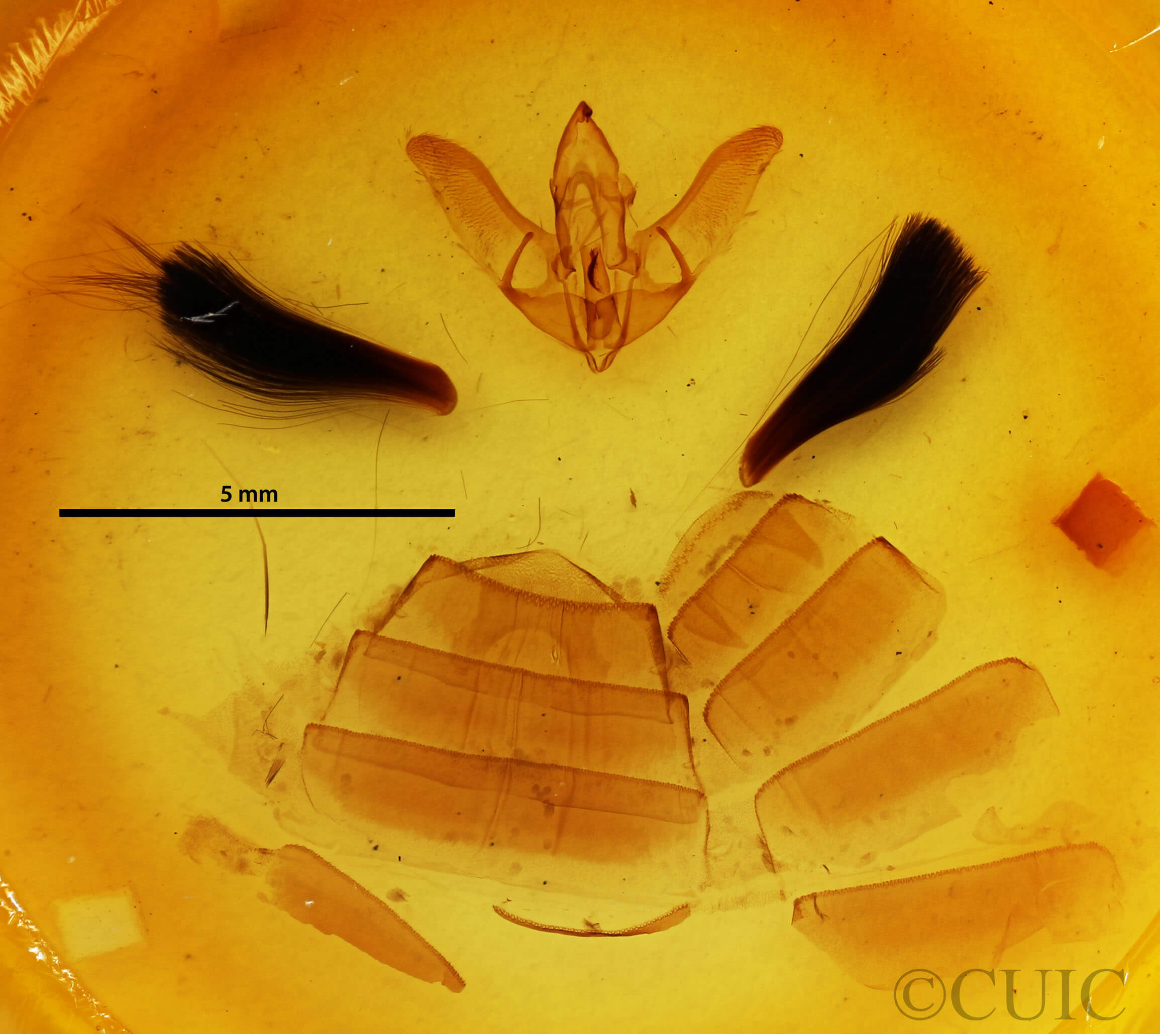 genitalia view of adult Hyblaea constellata