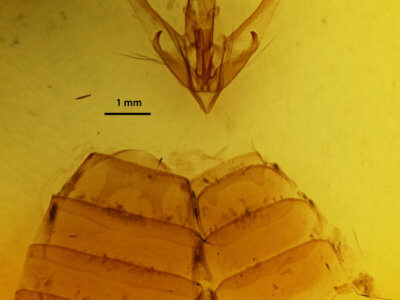 genitalia view of adult Hyblaea firmamentum