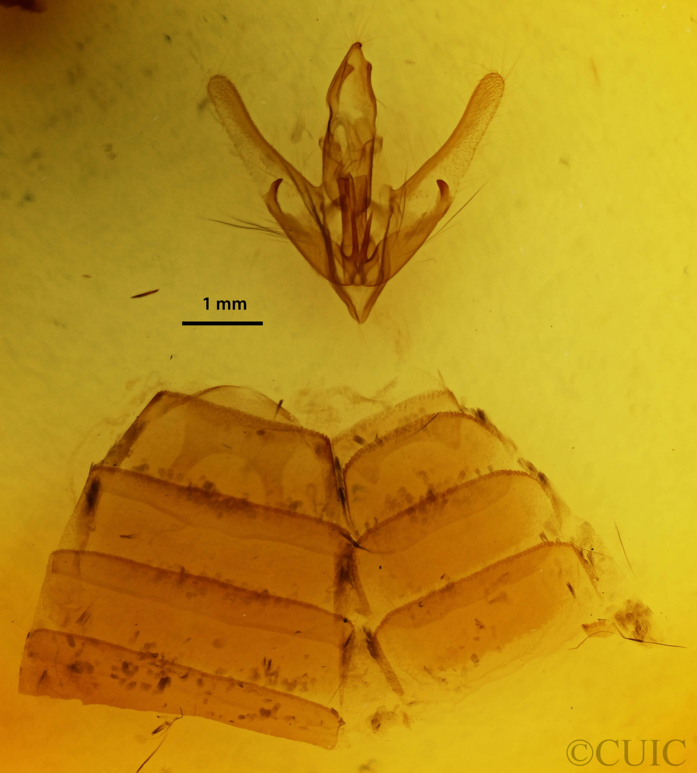 genitalia view of adult Hyblaea firmamentum