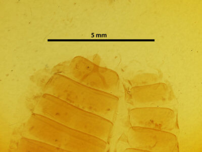 genitalia view of adult Hyblaea puera