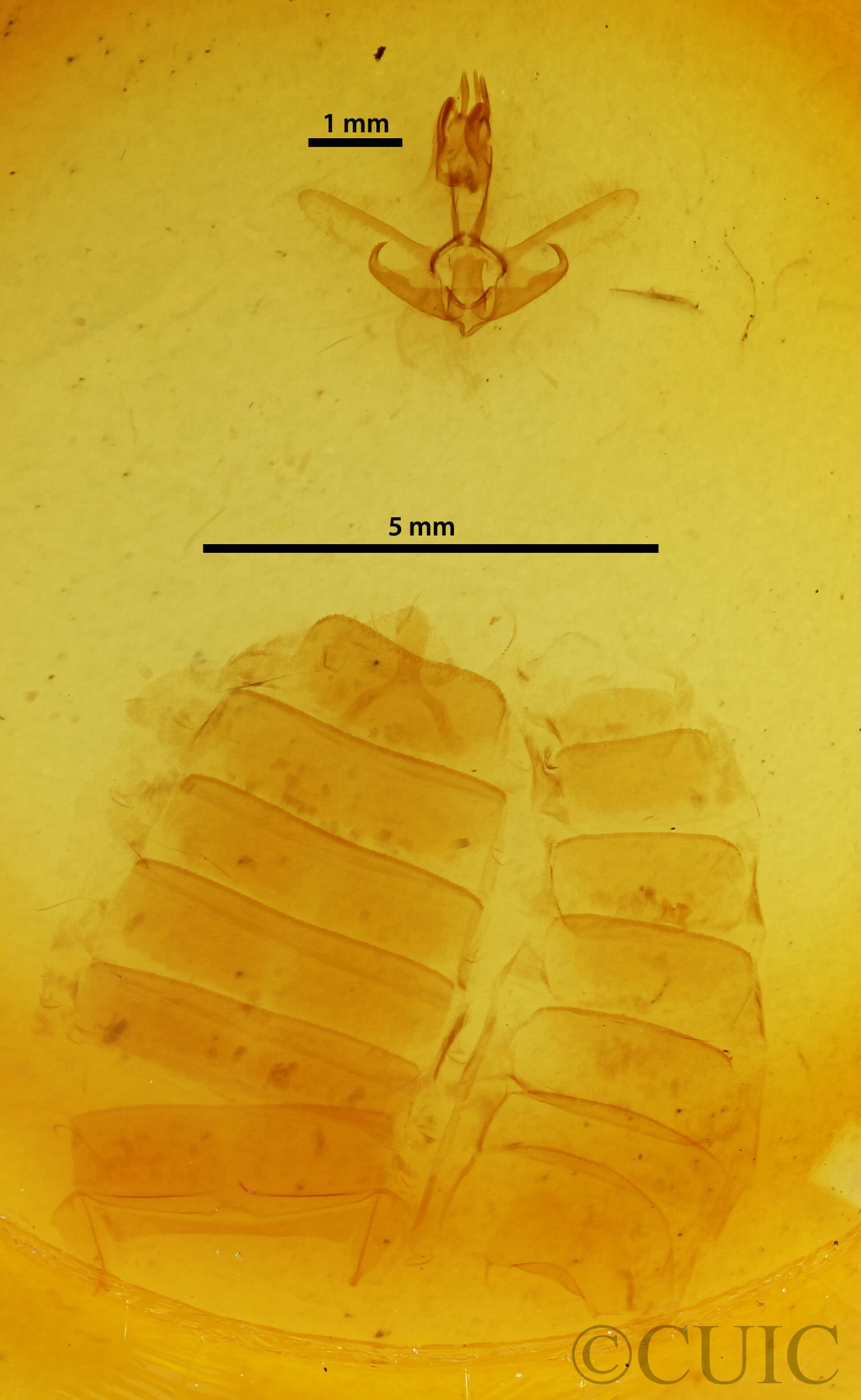 genitalia view of adult Hyblaea puera