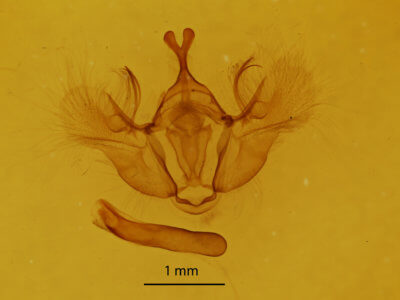 genitalia view of adult Hydriomena ruberata