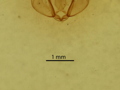 genitalia view of adult Hydriomena transfigurata manitoba