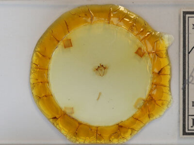 slide view of adult Hydriomena transfigurata manitoba