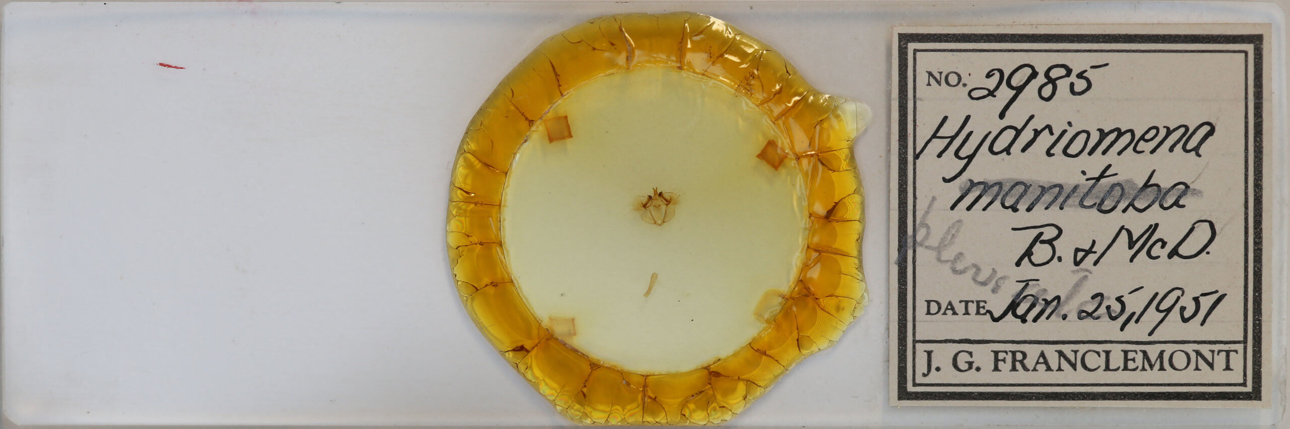 slide view of adult Hydriomena transfigurata manitoba