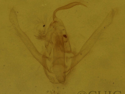 genitalia view of adult Hypenodes