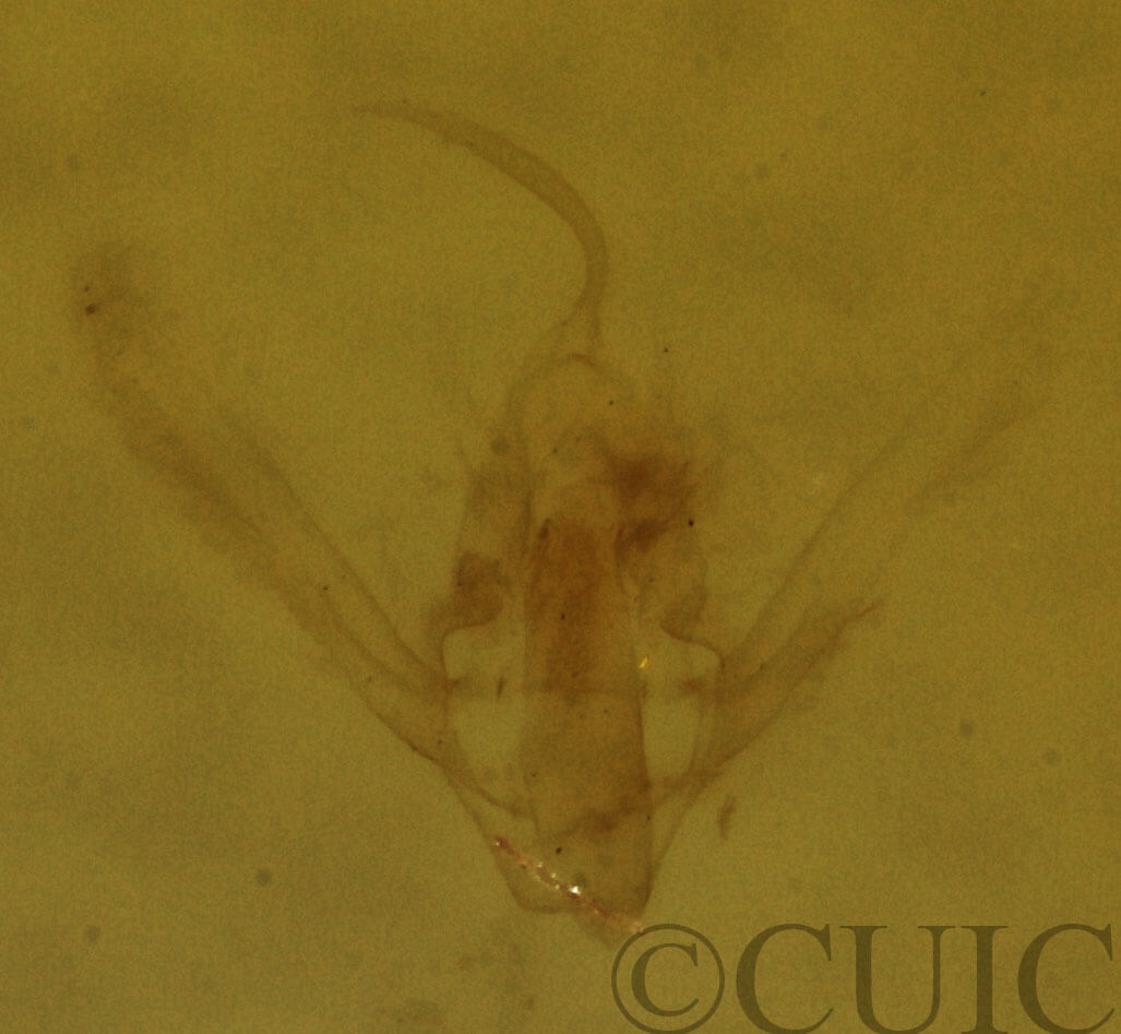 genitalia view of adult Hypenodes