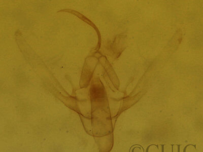 genitalia view of adult Hypenodes humidalis
