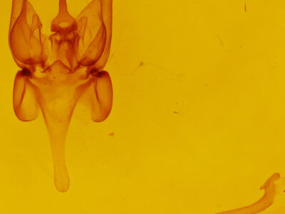 genitalia view of adult Hypersypnoides submarginata