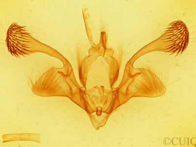 genitalia view of adult Mythimna reversa