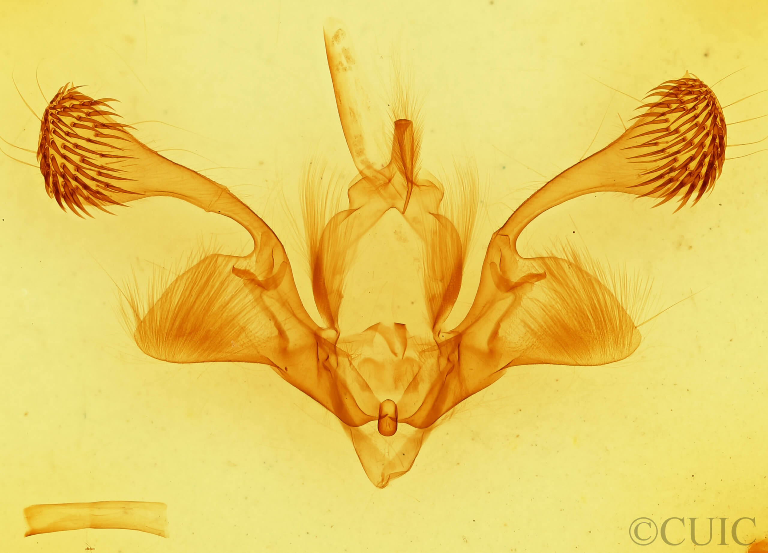 genitalia view of adult Mythimna reversa