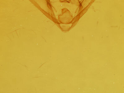 genitalia view of adult Hyposidra