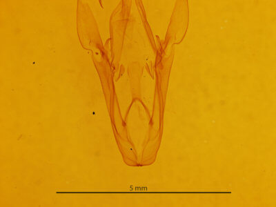 genitalia view of adult Heterospila fulgurea