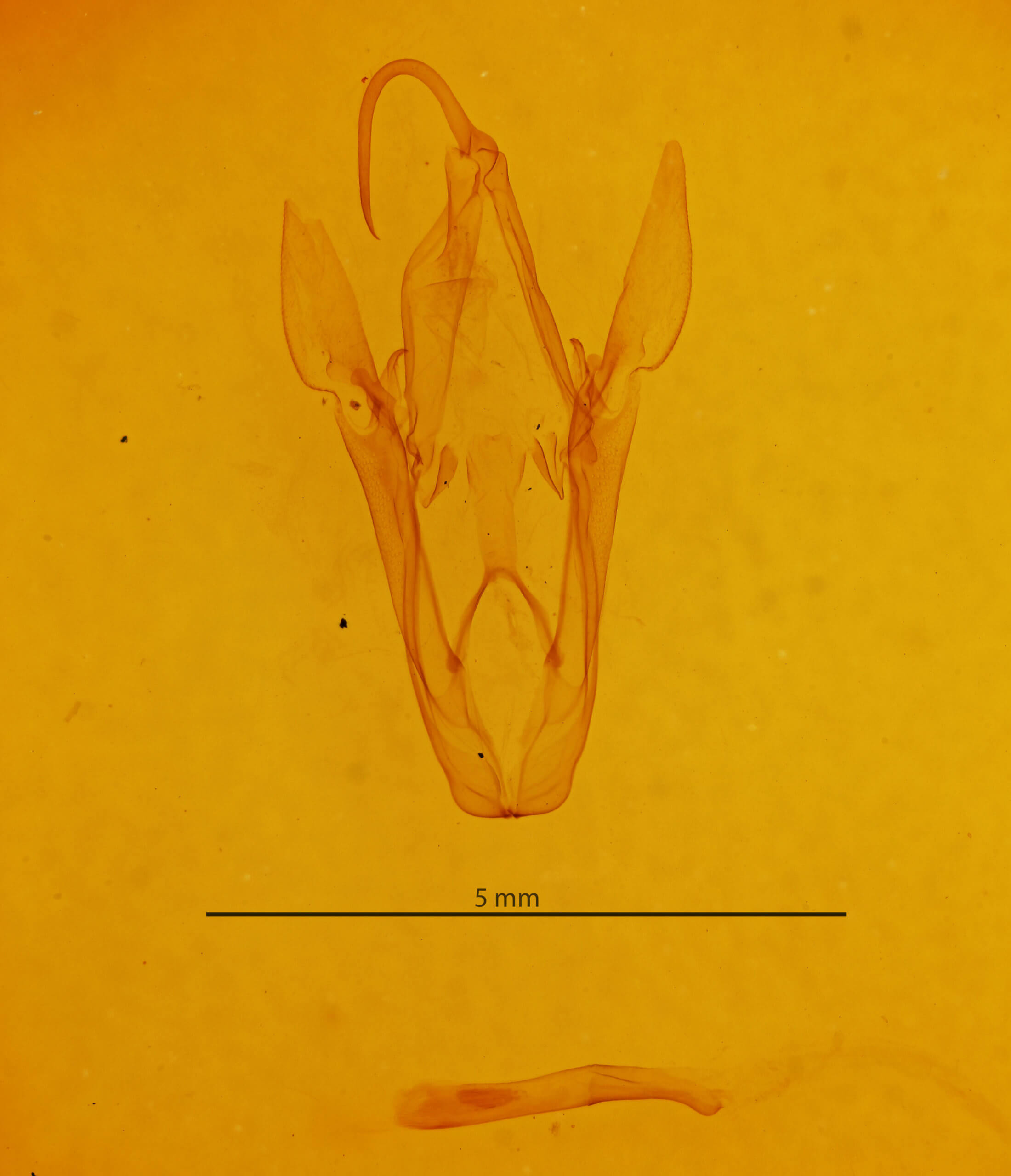 genitalia view of adult Heterospila fulgurea