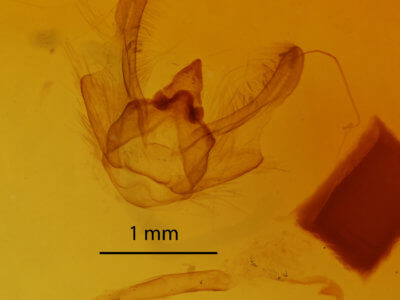 genitalia view of adult Isturgia dislocaria