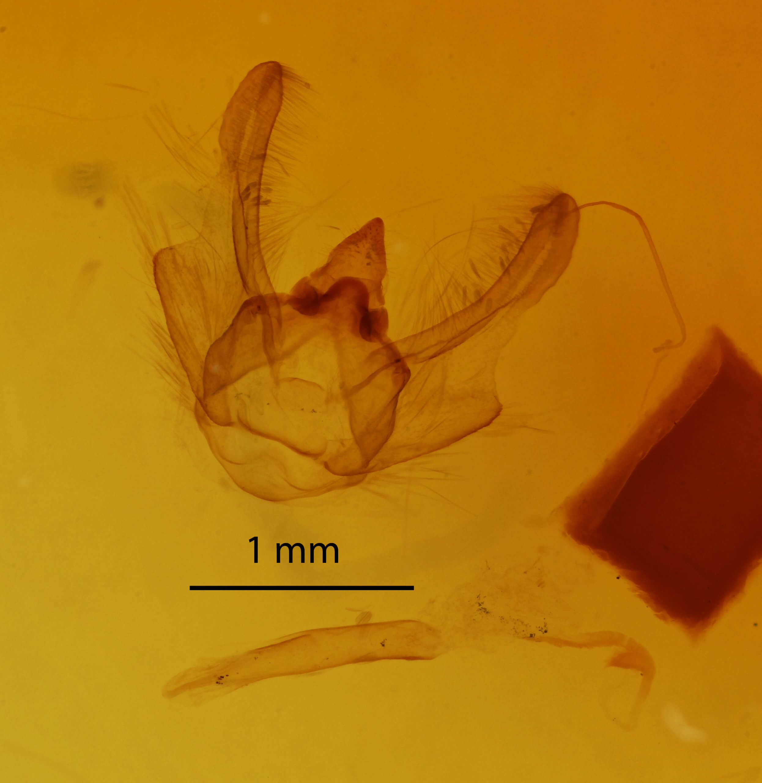 genitalia view of adult Isturgia dislocaria