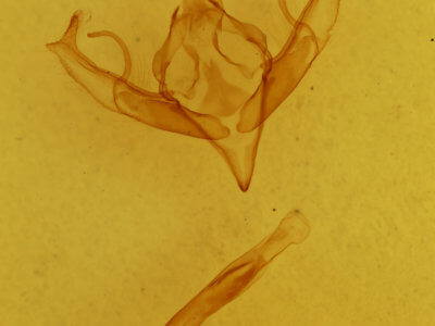 genitalia view of adult Jodia croceago