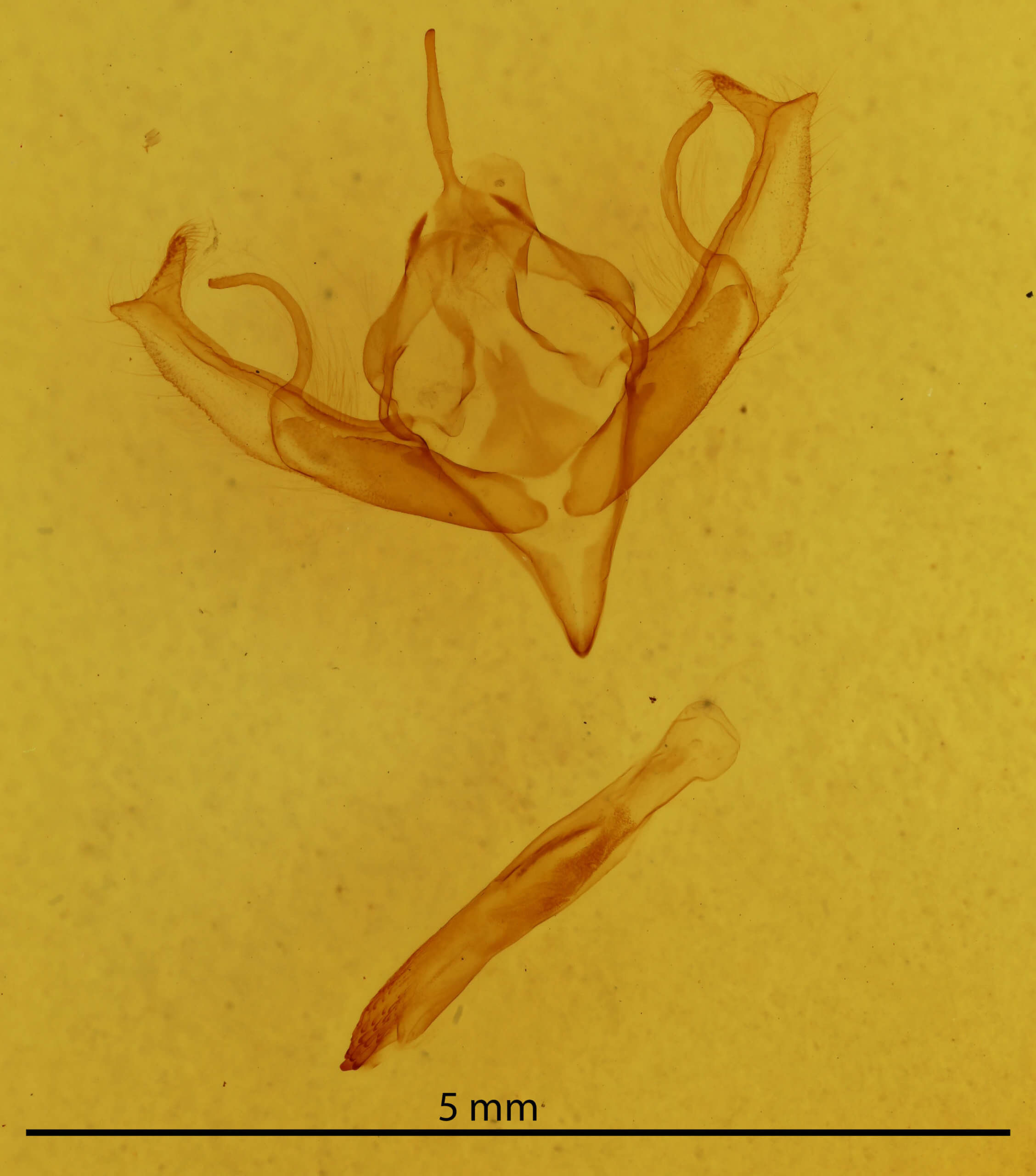 genitalia view of adult Jodia croceago