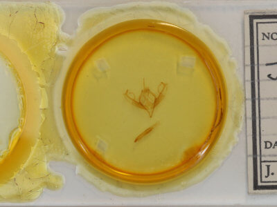 slide view of adult Jodia croceago