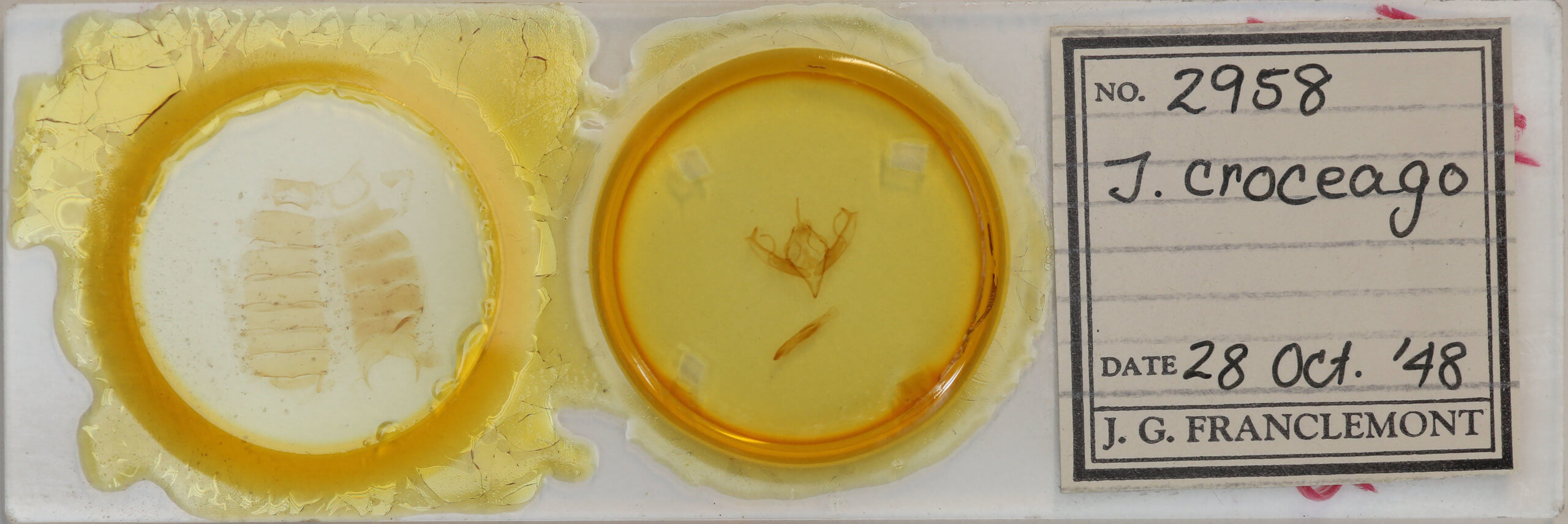 slide view of adult Jodia croceago