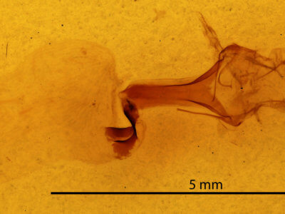 genitalia view of adult Jodia croceago