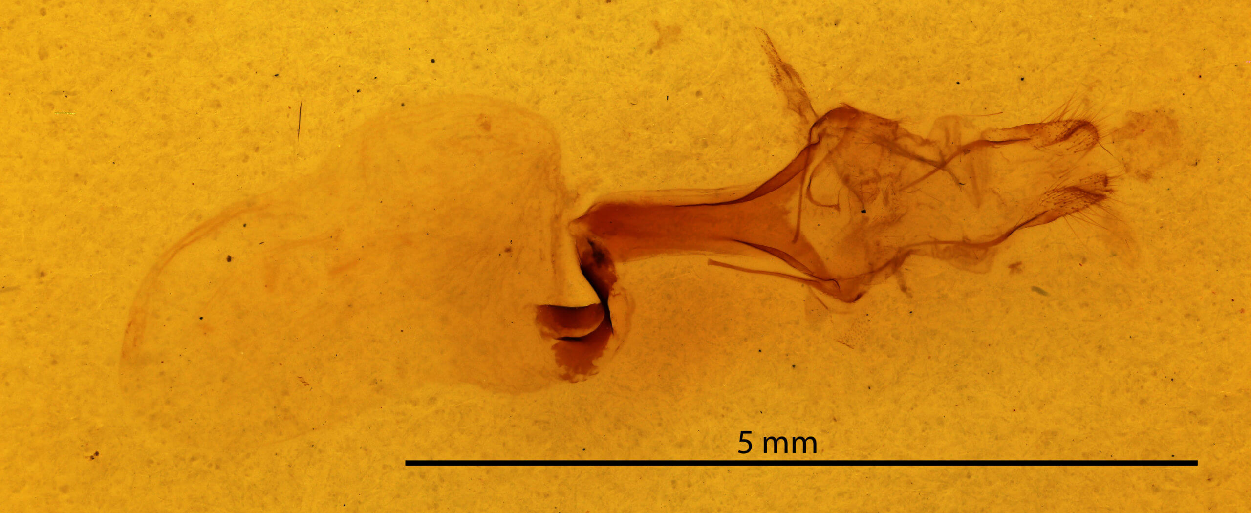 genitalia view of adult Jodia croceago
