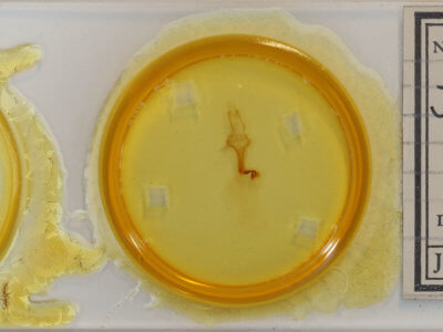 slide view of adult Jodia croceago