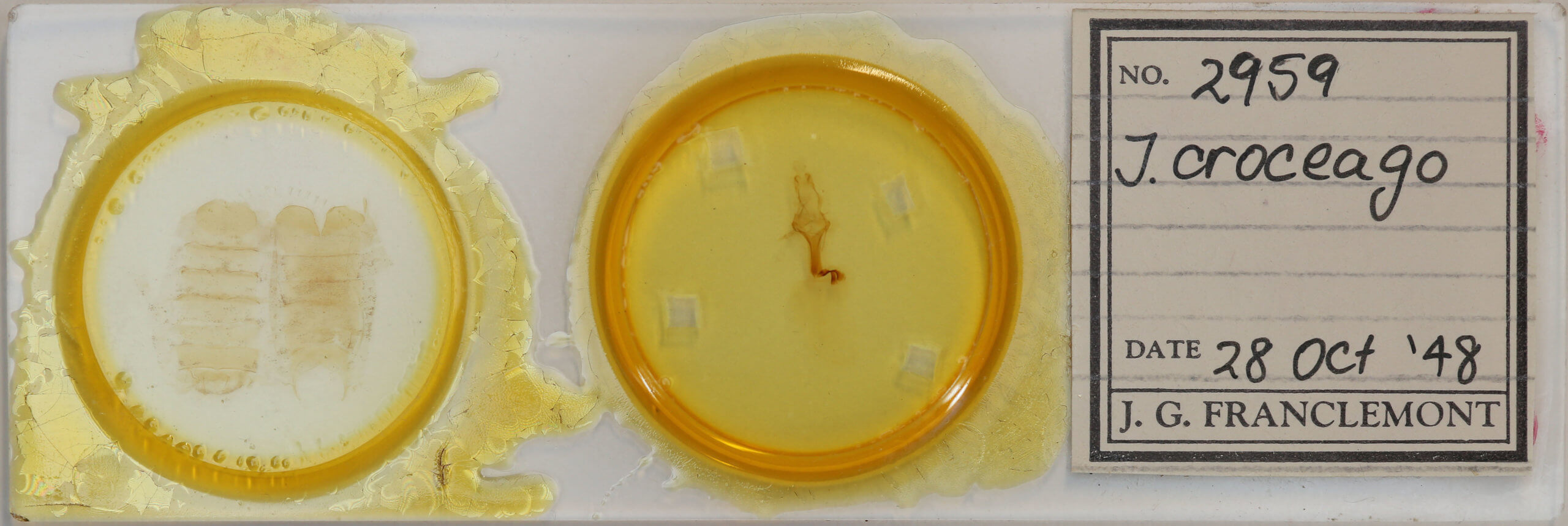 slide view of adult Jodia croceago