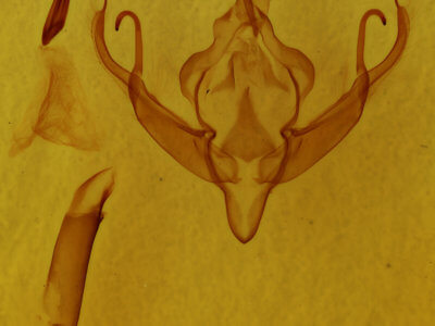 genitalia view of adult Xystopeplus rufago