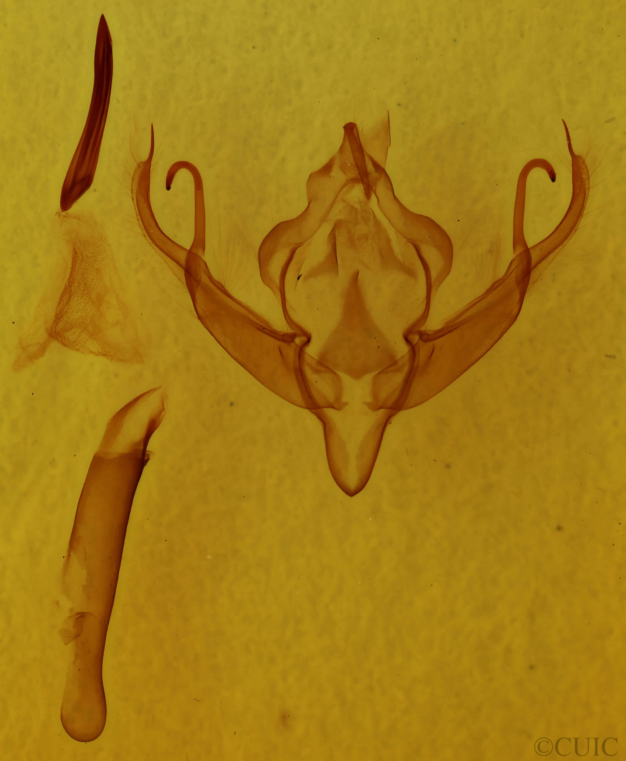 genitalia view of adult Xystopeplus rufago