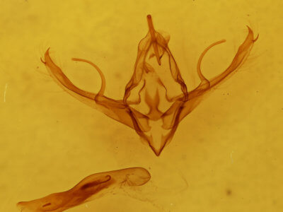 genitalia view of adult Chaetaglaea sericea