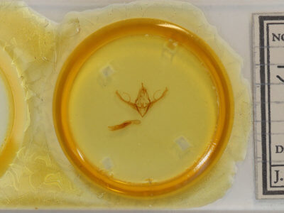 slide view of adult Chaetaglaea sericea