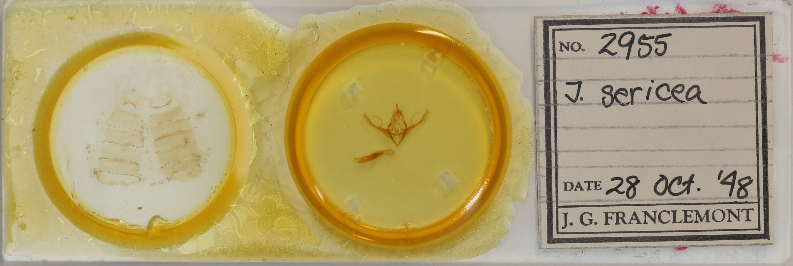 slide view of adult Chaetaglaea sericea