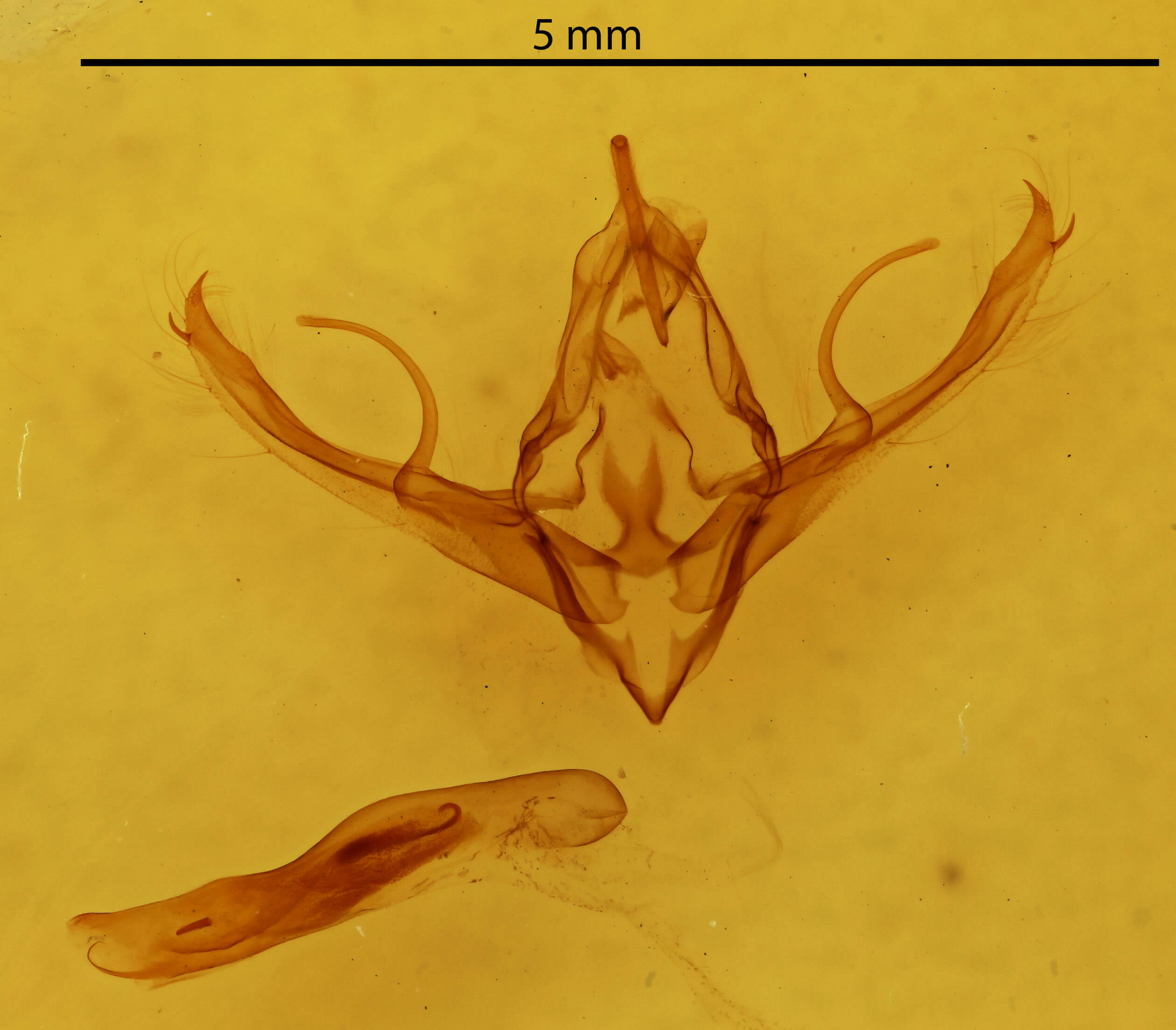 genitalia view of adult Chaetaglaea sericea