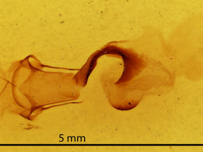genitalia view of adult Chaetaglaea sericea