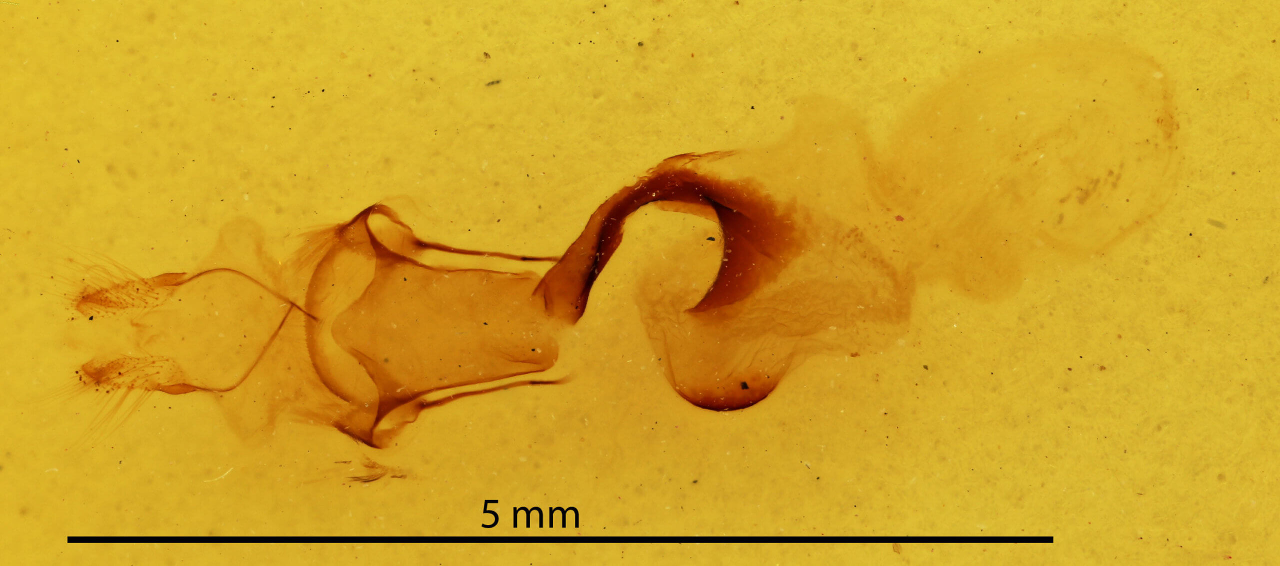genitalia view of adult Chaetaglaea sericea