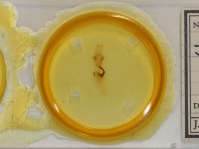 slide view of adult Chaetaglaea sericea