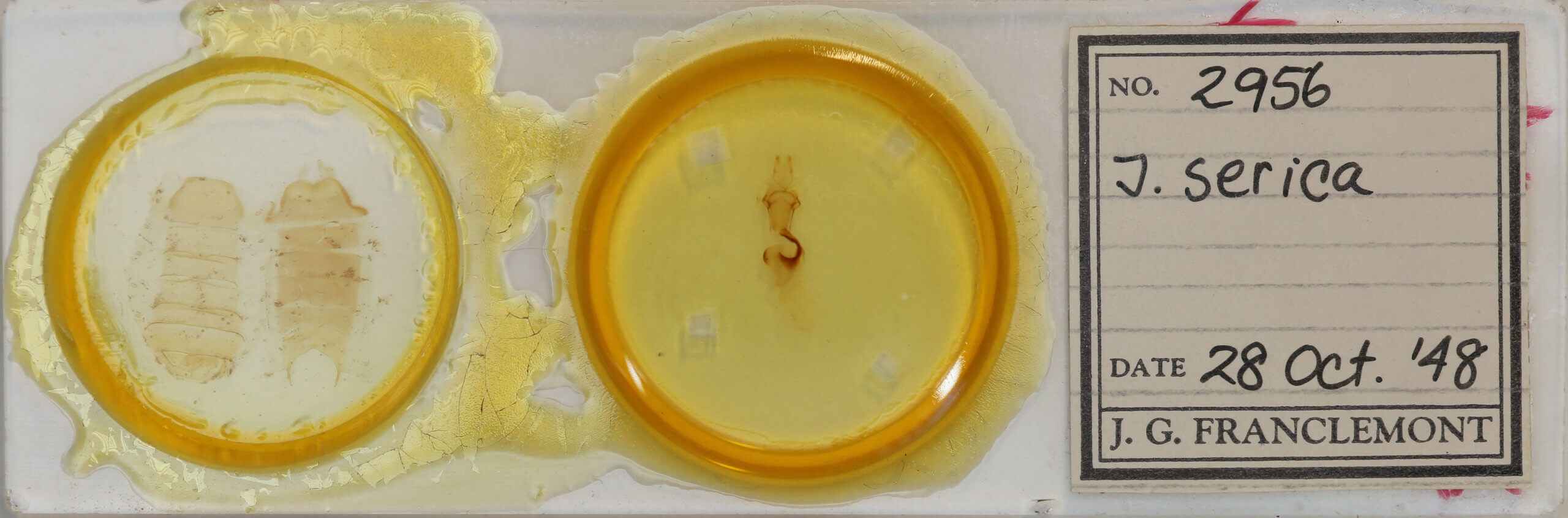 slide view of adult Chaetaglaea sericea