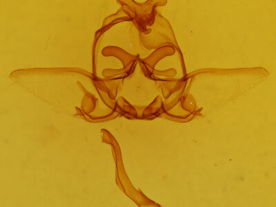 genitalia view of adult Kikuchiana ocularis