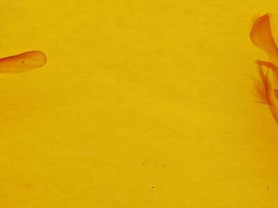 genitalia view of adult Lacinipolia meditata