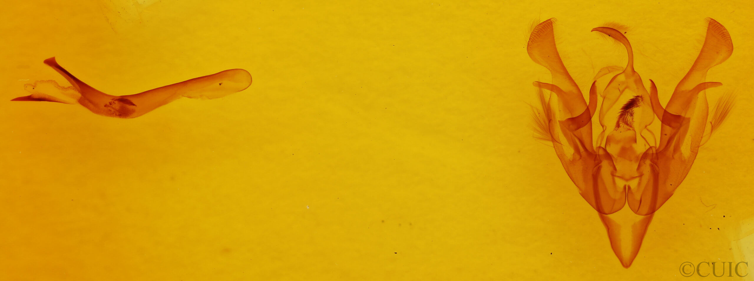 genitalia view of adult Lacinipolia meditata