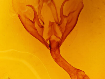 genitalia view of adult Thyas honesta