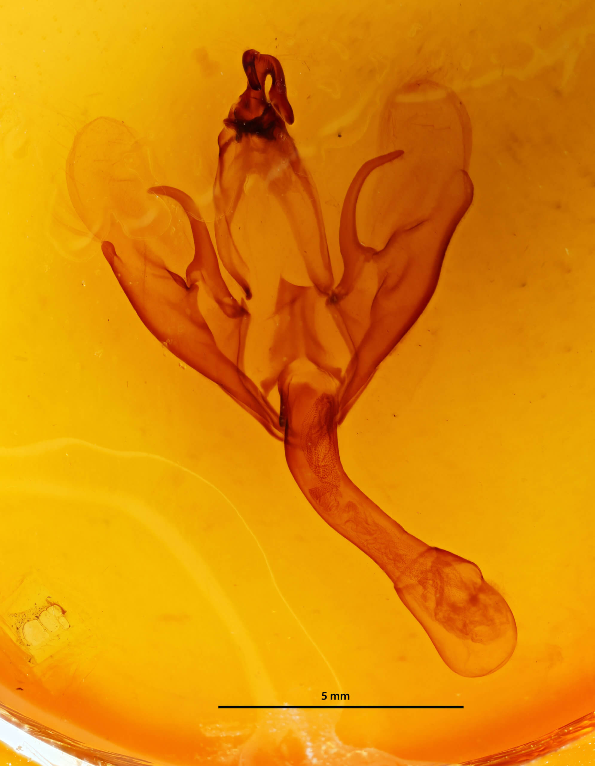 genitalia view of adult Thyas honesta