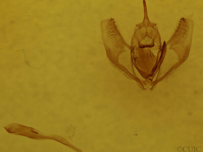 genitalia view of adult Lambdina fervidaria athasaria