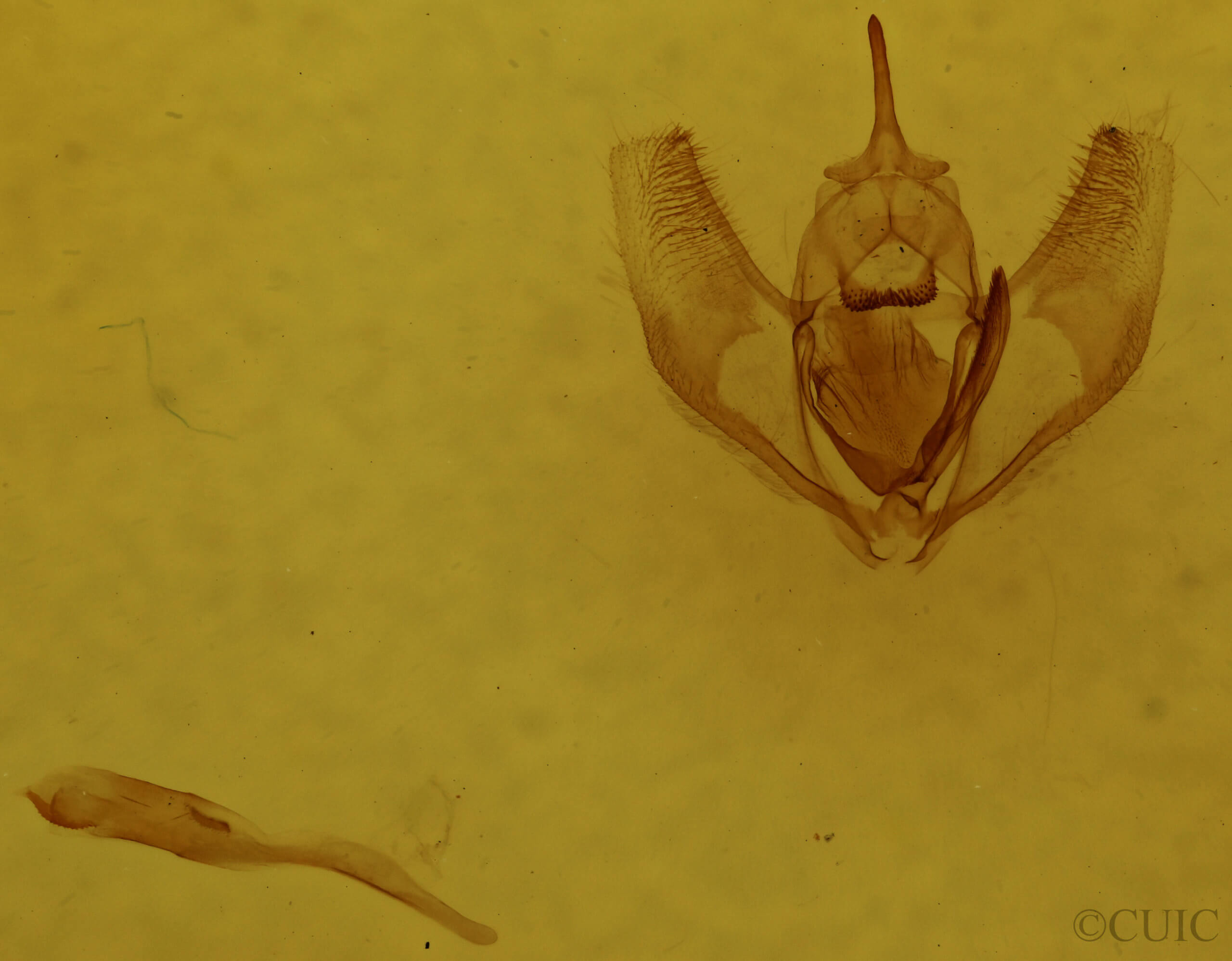 genitalia view of adult Lambdina fervidaria athasaria