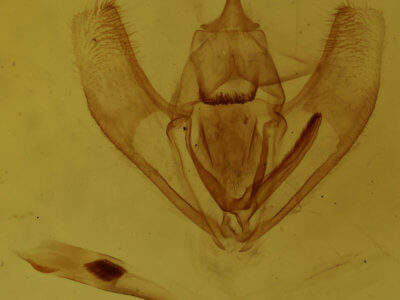 genitalia view of adult Lambdina fervidaria athasaria