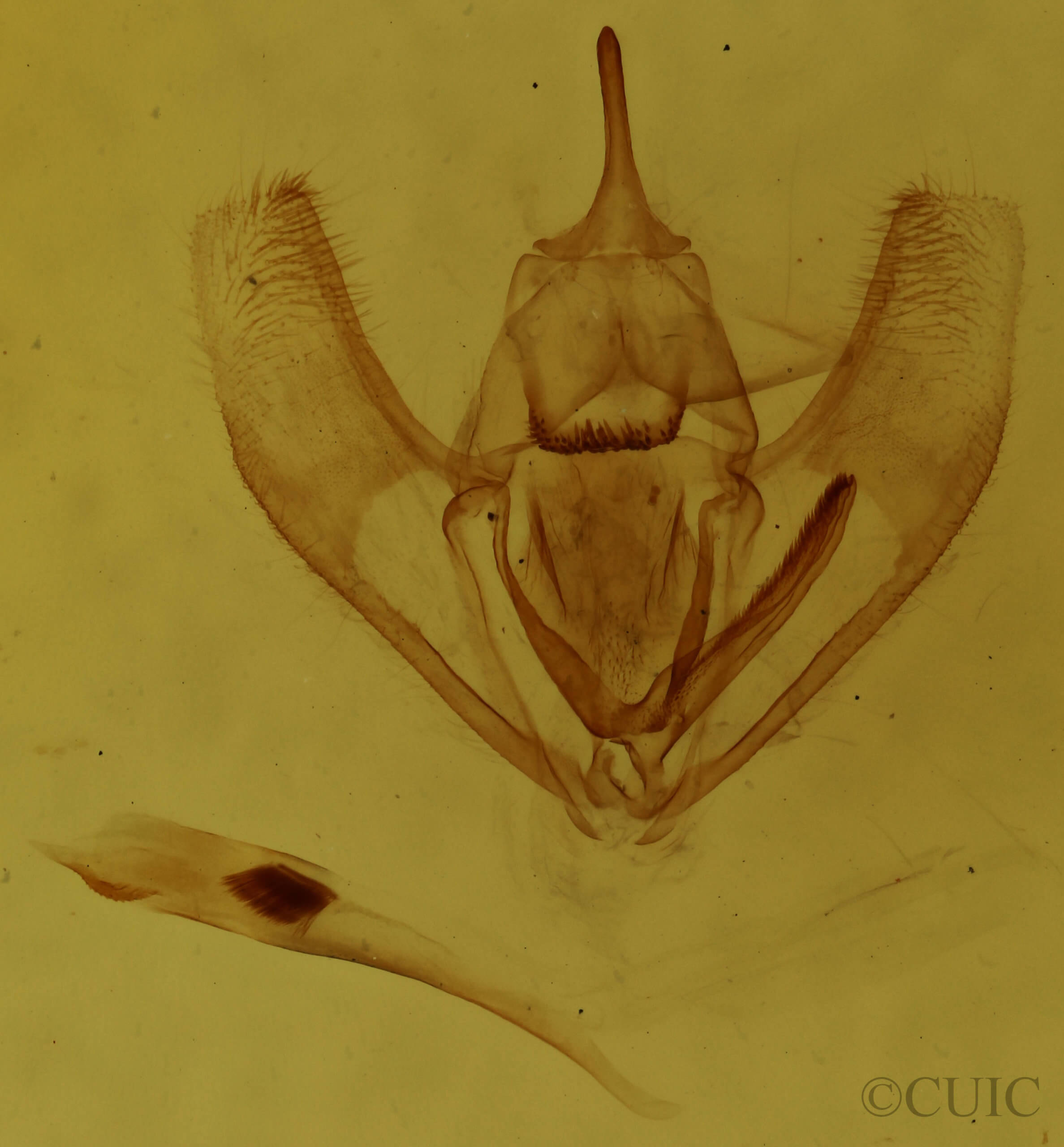 genitalia view of adult Lambdina fervidaria athasaria