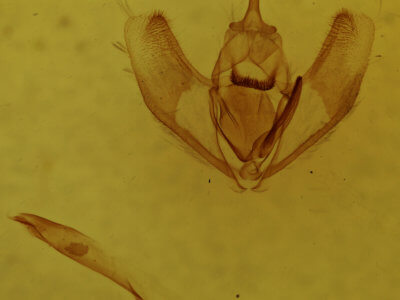 genitalia view of adult Lambdina fervidaria athasaria