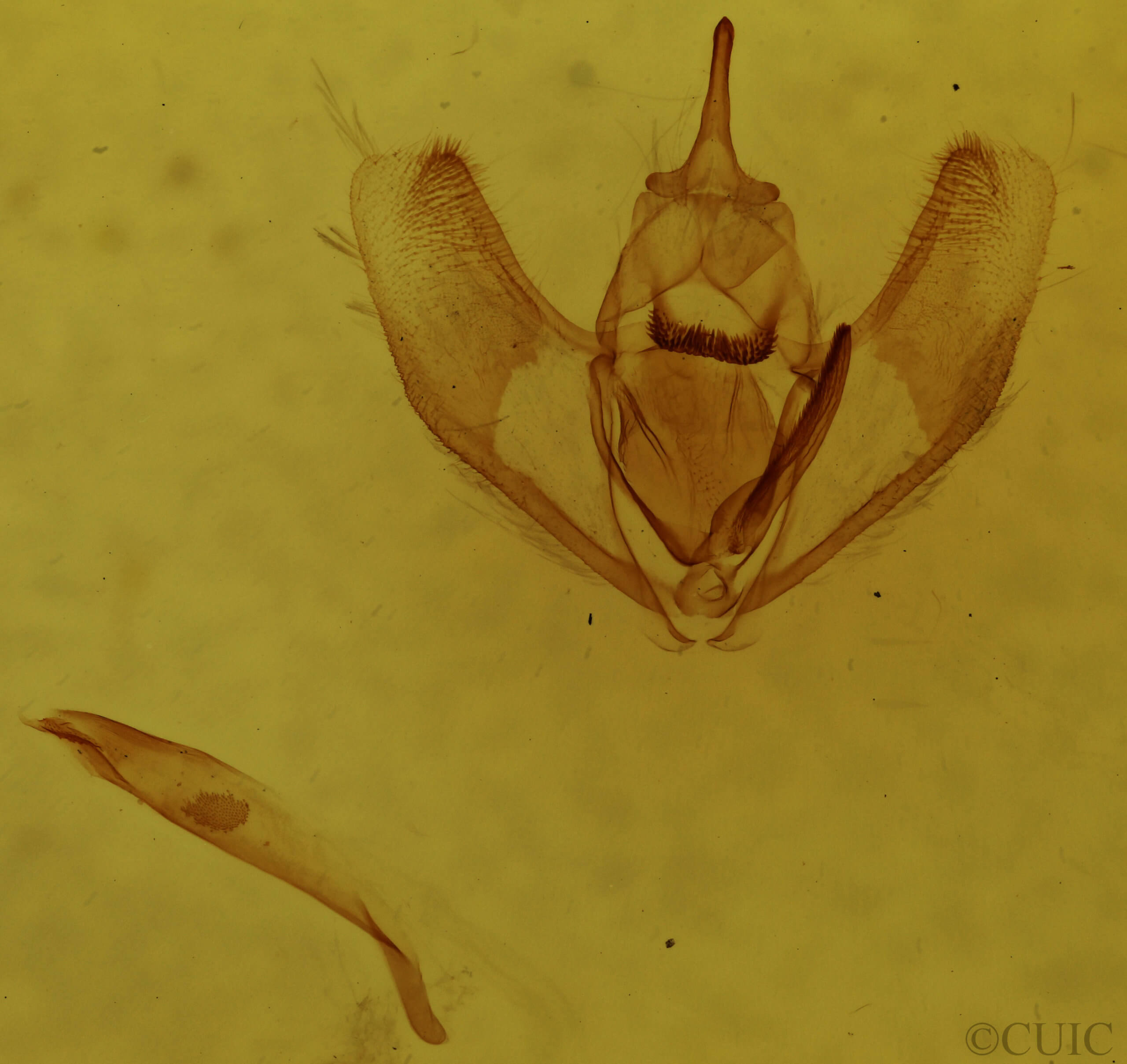 genitalia view of adult Lambdina fervidaria athasaria
