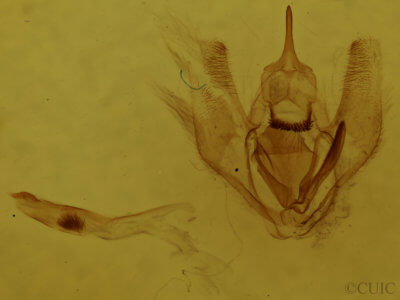 genitalia view of adult Lambdina fervidaria athasaria